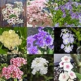 350 pcs Phlox Samen Mehrjährig Balkonblumen, Winterharte Pflanzen Phlox Stauden Winterhart Samen - Seltene Pflanzen - Exotische Samen Bienenfreundliche Blumensamen, Garten Geschenk