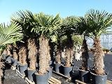 gruenwaren jakubik XXXXL 220-240 cm Trachycarpus fortunei 120 cm Stamm Hanfpalme, winterharte Palme bis -18°C