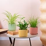 3 x Pflegeleichte Zimmerpflanzen-Bundle - Katzengras, Einblatt und Spinnenpflanze - Innenpflanzen-Mix mit Chlorophytum Variegatum, Cyperus Zumula und Spathiphyllum echte Zimmerpflanzen.