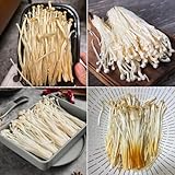 150 pcs Enoki Pilze Samen, Pilz Samen, pflanze, samen geschenk Pilze Züchten - Flammulina Velutipes - gemüsebeet nachhaltige geschenke für frauen bio samen gemüse pflanztopf gartenpflanzen