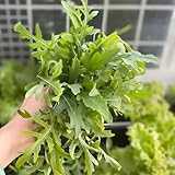 rucola samen bio, gartenkräuter samen steingartenpflanzen winterhart alte sorten balkongarten kräutergarten geschenk seltene pflanzen kräutersamen küchenkräuter samen winterharte 200pcs