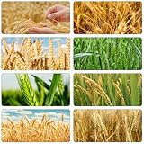 weizen gemüsebeet heilkräuter zimmerbonsai bonsai kräutergarten indoor kräuterpflanzen gewächshaus balkon balkon deko gemüsepflanzen pflanzensamen wildkräuter hochbeete für garten 450samen