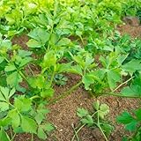 petersilie samen bio mehrjährig kräuter saatgut, balkon kräutergarten petersiliensamen bio saatgut gemüse, balkonpflanzen kräuter samen, alte gemüsesorten samen balkon gemüse, 2000pcs