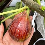 20 pcs Ficus carica - obst frisch gartenarbeit geschenke für gartenliebhaber Feigenbaum Samen säulenobst kräutergarten geschenk pflanzen für garten, bio saatgut obstsamen exotische