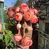 Worparsen 500/1000pcs Mountain Rose Sukkulenten Samen Sukkulenten seltene Sorten Samen Sukkulenten Samen zum Anbau von rosafarbenartigen Blumen für Topfpflanzen D 500 Stück