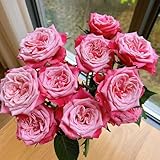 Rosen Pflanzen Winterhart Samen- kletterrosen samen- pflanzentopf-Wunderschön leuchtende Blumen mit bonsai topf-pflanzen winterhart draußen geschenke für gartenliebhaber-dekoration wohnzimmer 400pcs