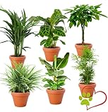 6er-Pflanzen-Set “Tierfreund”, Bergpalme, Glückskastanie, Bananenpflanze, Korbmarante, Goldfruchtpalme, Grünlilie, +/- 30-60cm, Pflanzen für Wohnung und Büro, Qualität vom Profi