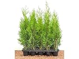 Edel Thuja Smaragd immergrüner Lebensbaum Heckenpflanze Zypresse im Topf gewachsen 40 cm (10 Stück)