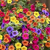 300 Stück Petunien Samen, Petuniensamen Blumensamen, Petunien Mehrjährig Stauden Blumen Samen, Mischfarbe Petunia Saatugut für Garten und Balkon, Hohe Keimfähigkeit, Einfach zu Pflanzen