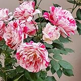 rosensamen blumengarten gartensamen rosen mehrjährige blumensamen sträucher winterhart blühend kräutersamen dachbegrünung kletterrosen winterhart rankpflanze winterharte stauden 200samen