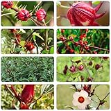 Hibiskusblüten gartenblumen mehrjährig winterhart gartensamen büropflanzen winterharte stauden blumenwiese herbstaussaat mehrjährig blumensamen balkon kletterpflanzen garten hochbeet 10samen
