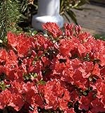 Japanische Azalee Geisha Orange 20-25cm - Rhododendron obtusum - Alpenrose - Gartenpflanze