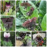 fledermausblume, schattenpflanzen gartenblumen, kräuterpflanzen balkon bodendecker winterhart mehrjährig 150samen