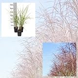 Jumbogras®, Ziergras Miscanthus sinensis Malepartus, Sichtschutz, Gräserhecke, Solitär im Garten, Gräser-Beete; (im Ballen/Topf) (Midi)