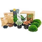 urbanjngl.com - Flaschengarten Paket - 5 Pflanzen - Nachfüll & Starterpaket DIY - Pflanzenterrarium Nachfüllset - Pflanzen-Terrarium-Paket - Pflanzenterrarium