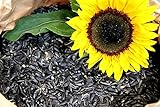 Sonnenblumenkerne Schwarz 25 Kg Futterbauer Neue Ernte 2024 Vogelfutter