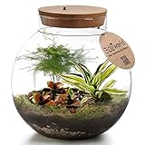 vdvelde.com - Ecoworld Tropical Biodome - DIY Flaschengarten mit Licht- Mini Garten mit Echte Pflanzen - 3 Farbige Terrarium Pflanzen - Ökosystem im Glas - Ø25 x Höhe 25 cm