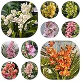 cymbidium orchidee - bodendecker winterhart mehrjährig, garten balkon 350samen