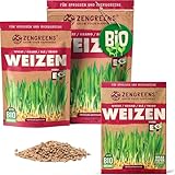 ZenGreens® - Bio Weizen Sprossen Samen in - Wähle zwischen 10g, 200g und 500g - Weizengras Samen mit Keimrate von über 96% - Getreide Saatgut - Weizensamen ideal für Microgreens - Keimsprossen Samen