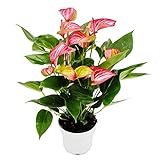 Exotenherz - Flamingoblume - Anthurium andreanum - Anthurie - 14cm Topf - mehrfarbig blühend - Livium