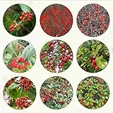 200 pcs stechpalme pflanze samen robuste balkonpflanzen winterhart pflanztopf bäume garten winterhart garten geschenk saatgut pflanzenkübel saatgut alte sorten winterharte pflanzen