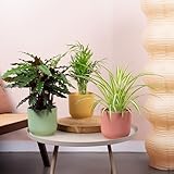 3 x Haustierfreundliches Pflanzenbundle - Trio aus Calathea Elgergrass, Chamaedorea Elegans, Chlorophytum Comosum - Echte Zimmerpflanzen, haustiersicher, in 12 cm Töpfen.