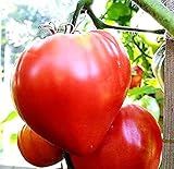 Riesen Tomate 'Oxheart' -großfrüchtige Sorte,