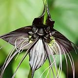 Schwarze Fledermausblume Samen, schnittblumen samen Tacca chantrieri, gartendeko für draußen blumenwiese samen pflanzen für draußen winterhart balkonpflanzen winterhart mehrjährig 30pcs