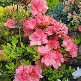 rhododendron, azalee zimmerpflanze wildblumen balkonblumen, schnittblumen winterhart wohnzimmer deko 30samen