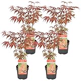 Bloomique - 4er Set - Acer Atropurpureum - Japanischer Ahorn - Winterharte Pflanzen - Gartenpflanzen Winterhart - Höhe 20-30 cm - Topf 10,5 cm