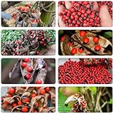 paternostererbsen winterharte stauden mehrjährig winterharte kübelpflanzen gartenkräuter hochbeete für garten garten hochbeet pflanzensamen blumendeko kräuterpflanzen kräutersamen 100samen