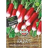 82083 Sperli Premium Radieschen Samen French Breakfast 3 ; schnellwüchsig, milde, alte Sorte ; Radieschen Saatgut