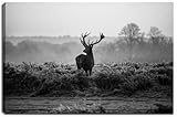 Dream-Arts Hirsch,Wohnzimmer - schwarz/Weiss Motiv mit Farbelementen auf Leinwand im Format: 120x80 cm. Hochwertiger Kunstdruck als Wandbild. Billiger als EIN Ölbild! Achtung KEIN Poster oder Plakat!