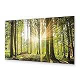 B&D XXL - Wandbilder XXL Wald 120x40 cm 1 tlg Wand Deko Leinwand Bilder Groß Wandbild Wohnzimmer Bild Schlafzimmer Kunstdruck Panoramabild - Waldlandschaft Natur Bäume Sonnenaufgang c-B-0077-b-b
