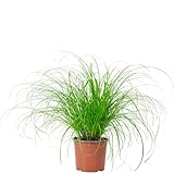 Echtes Katzengras - pflegeleichte Zimmerpflanze, Cyperus alternifolius 'Zumula' - Höhe ca. 30 cm, Topf-Ø 12 cm