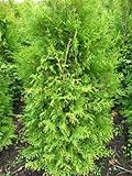 Brabant Lebensbaum Thuja occidentalis Brabant 100-125 cm hoch im 5 Liter Pflanzcontainer