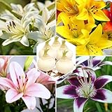 Lilien Zwiebeln 5 Stück, Mixfarben, Große Knollen, Blumenzwiebeln Mehrjährig Winterhart, Stark Duftend, Orientalische Lilien Kollektion, Bienenfreundlich, für Garten Freiland und Balkon