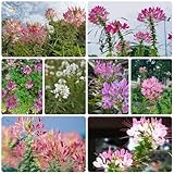 spinnenblume pflanze samen - spinnenpflanze - samen alte sorten, blumenwiese samen spinnenblumensamen seltene pflanzen, wohnzimmer deko blumenwiese samen mehrjährig, herbst deko 200pcs