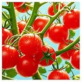 IUIUNIGA 100 Tomatensamen - Frühreifende, Ertragreiche Hybridsorte, Geeignet Für Balkonkübel Und Gartenbeete