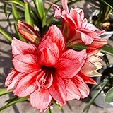 amarylliszwiebel, seltene deko wohnzimmer balkon winterharte stauden mehrjährig 6pcs