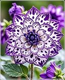 Groß, 2025 Winterhart pflanzen, Blumenzwiebel Mix,Mysteriöse magische Glühbirne, Mehrjährige Blumenzwiebel ist winterhart,Winterhart zwiebeln -2 Dahlien knollen-F