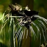 Schwarze Fledermausblume Samen, winterharte pflanzen für garten Tacca chantrieri, exotische samen bonsai samen schnittblumen samen steingartenpflanzen winterhart alte sorten saatgut 60pcs