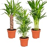 3x Tropical Palm Mix – Dypsis-Chamaedorea-Yucca – Pflegefreundlich – ⌀12 cm – 20-45 cm