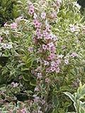 buntblättrige Weigelie Weigela florida Nana Variegata 40-60 cm hoch im 3 Liter Pflanzcontainer