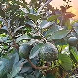 Limettenbaum bohnenkraut pflanztopf balkonpflanzen winterhart zwergobstbäume hochbeett obstbaum dachbegrünung zimmerbonsai bonsai obstpflanzen hochbeete für garten spalierobst 80samen