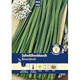 Pabst Keimkraft - Schnittknoblauch mehrjährig & würzig Gewürzlauch Samen - 172235