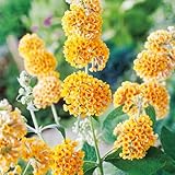 Schmetterlingsflieder/Sommerflieder Sungold - Buddleja weyeriana - Goldgelbe Blüte - Honigduft - pflegeleichter Blühstrauch - insektenfreundlich - winterhart - von Garten Schlüter