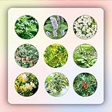 900 pcs kräutersamen set bio - dekoration wohnzimmer kräuter samen set winterharte stauden mehrjährig pflanztopf wildflower summer gartensamen bonsai samen schmetterlingswiese