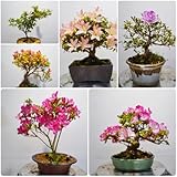 rhododendron winterhart - azalee, balkon, garten, 25samen