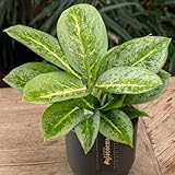 Aglaonema 'Lemon Mint', Topf-Ø 12 cm, Höhe ca. 35 cm